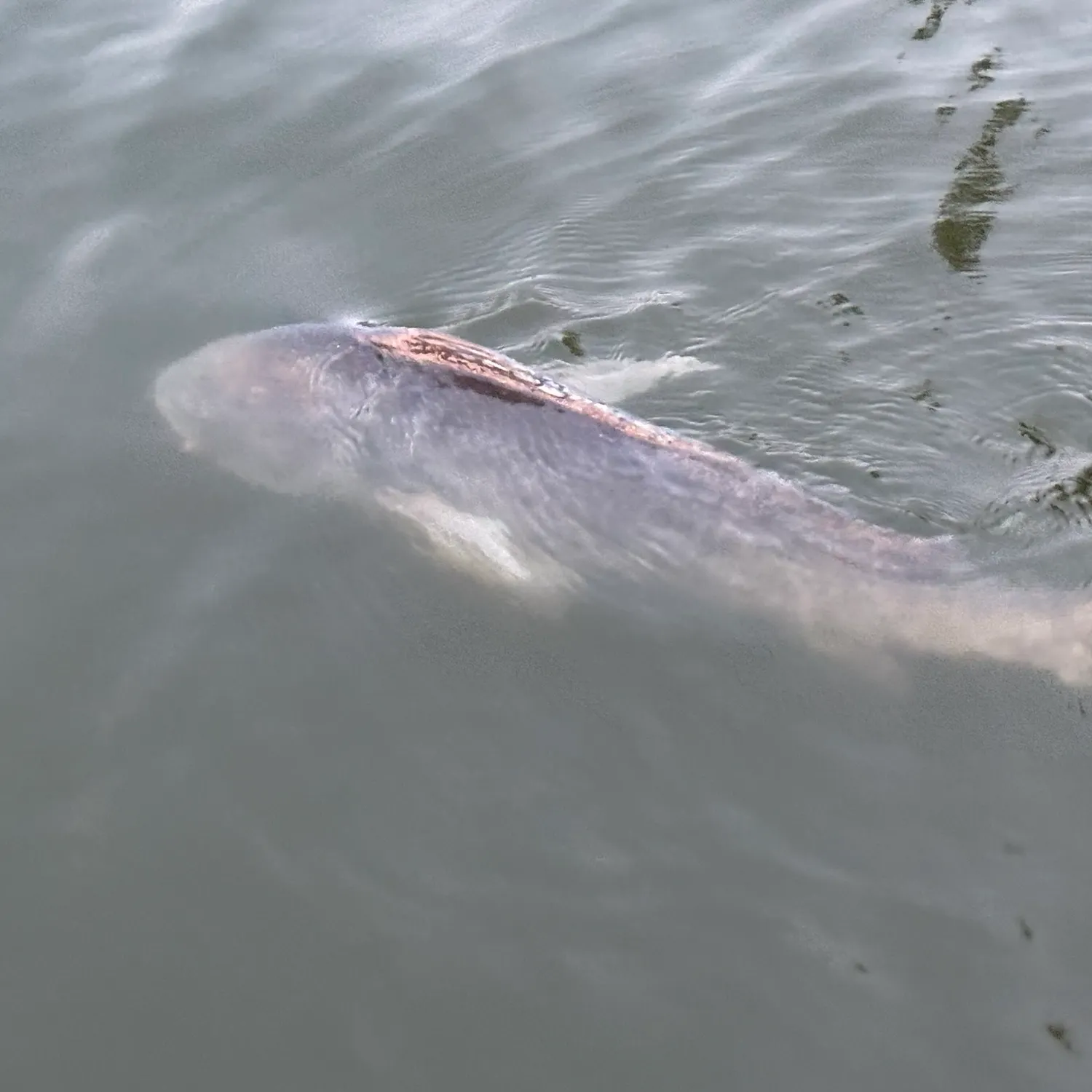 The most recent Red drum catches on Fishbrain