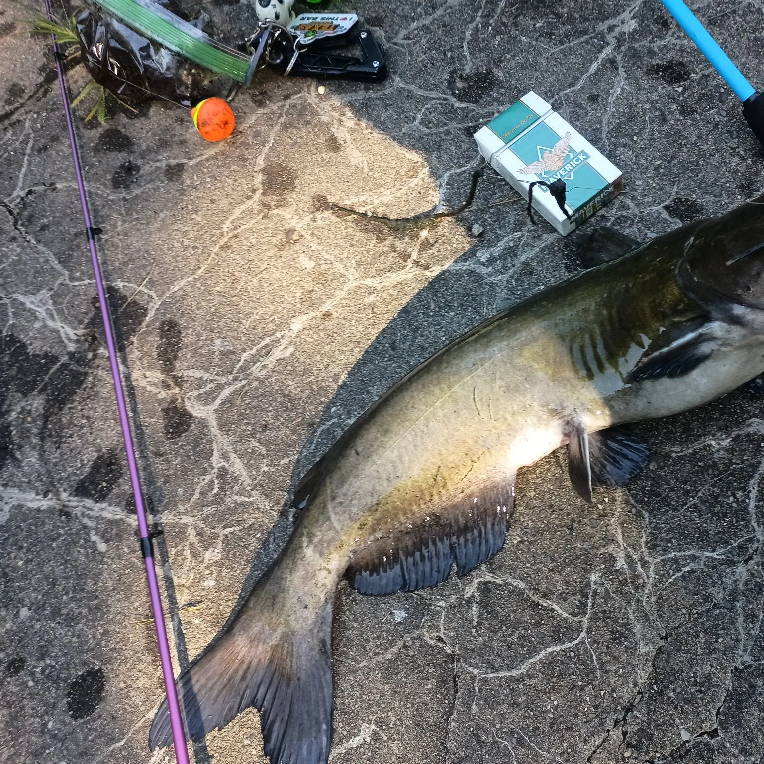 recently logged catches