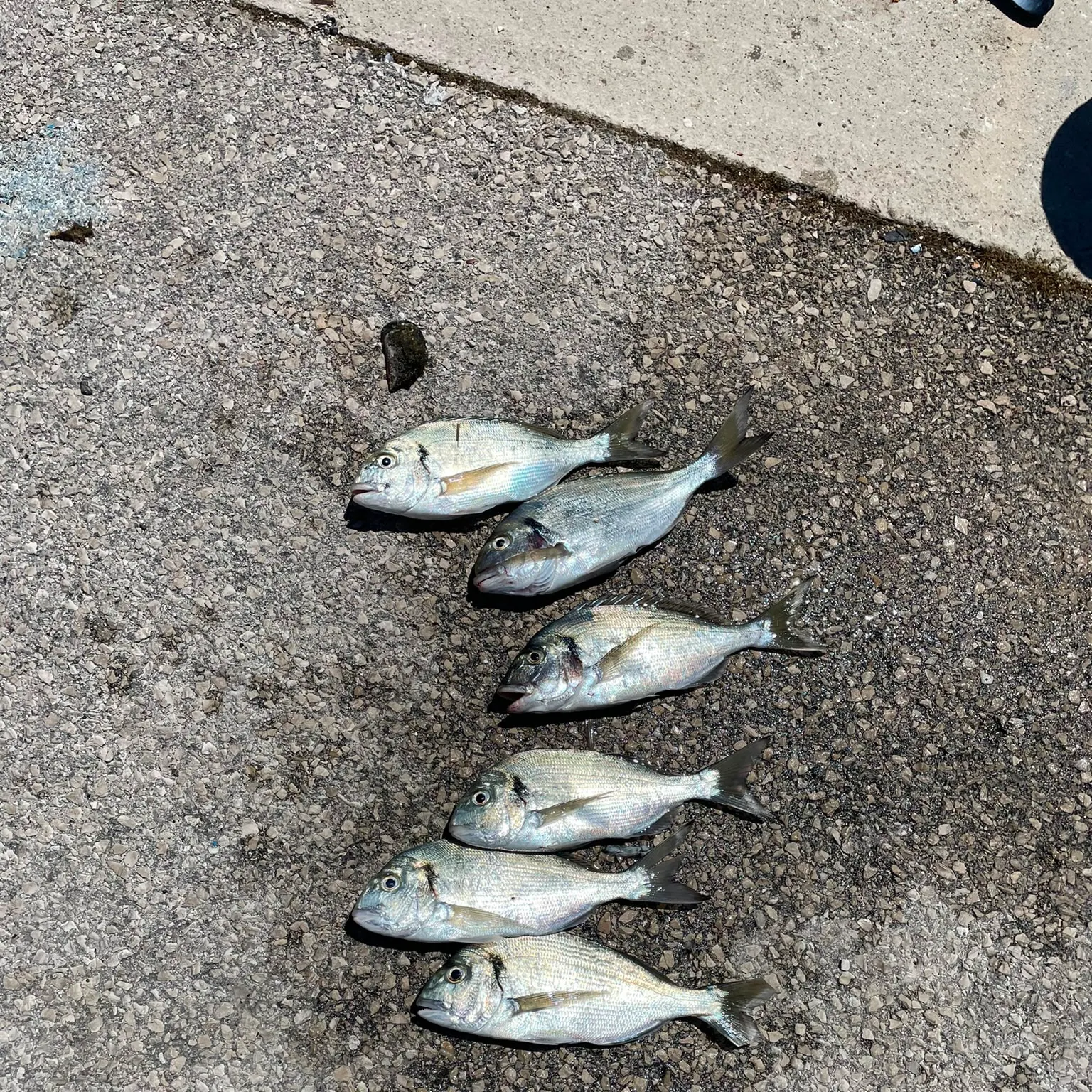recently logged catches