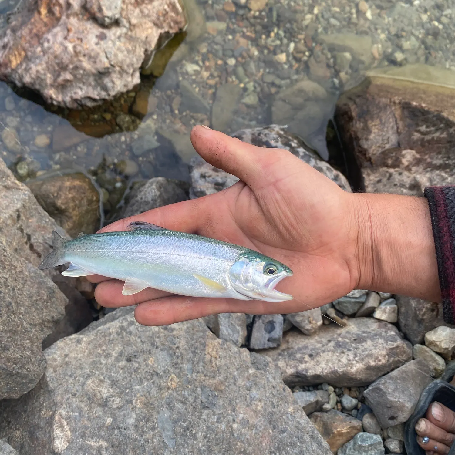 Rainbow trout caught on Fishbrain