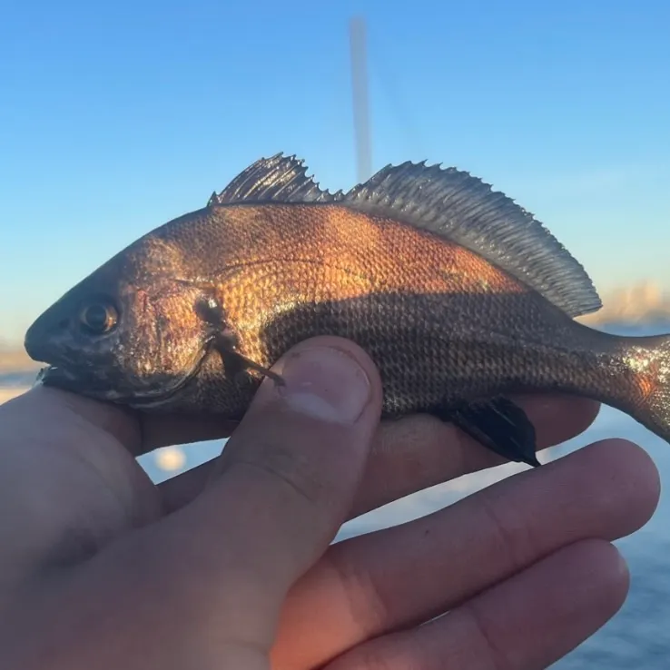 Black croaker caught on Fishbrain