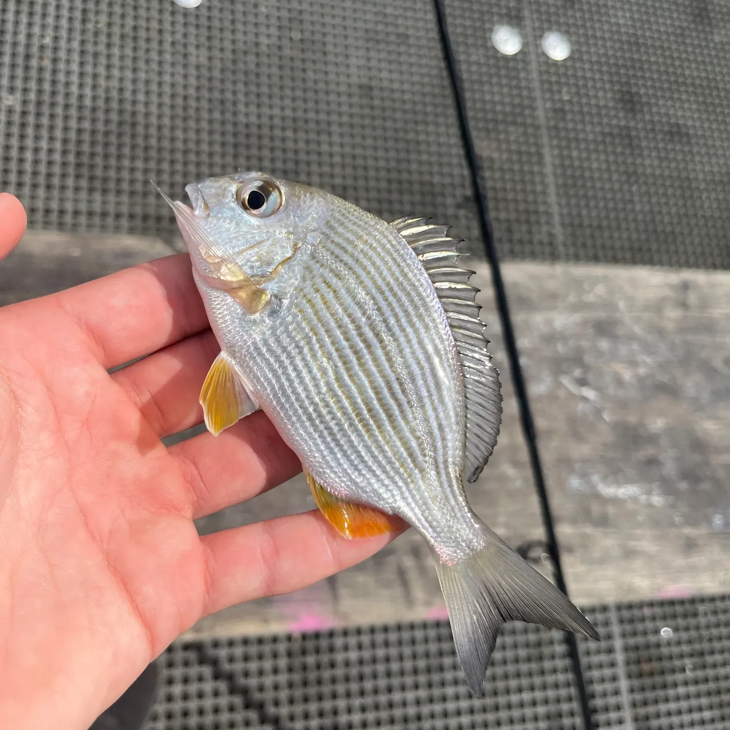 Goldlined seabream caught on Fishbrain