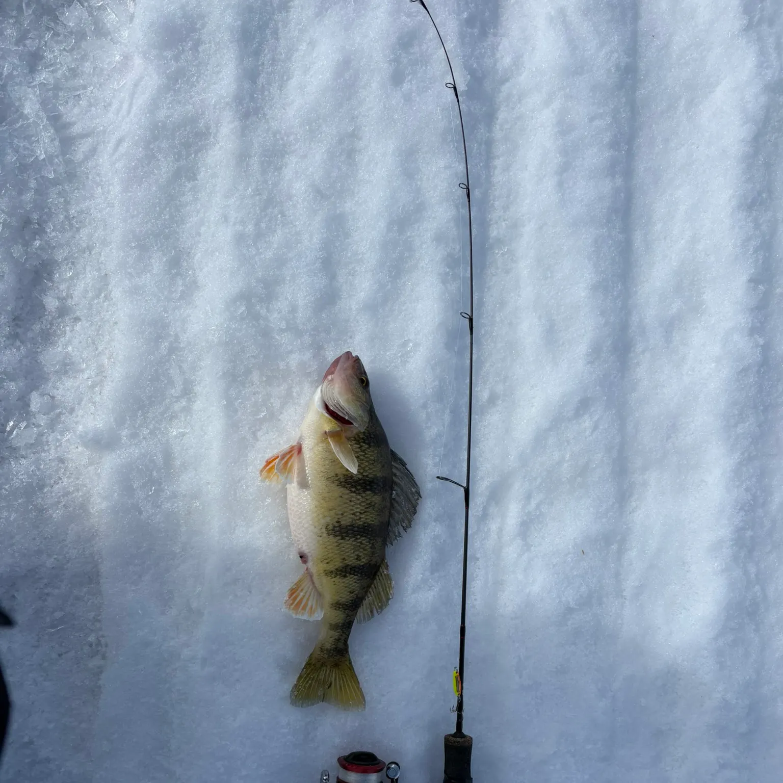 The most recent Yellow perch catches on Fishbrain