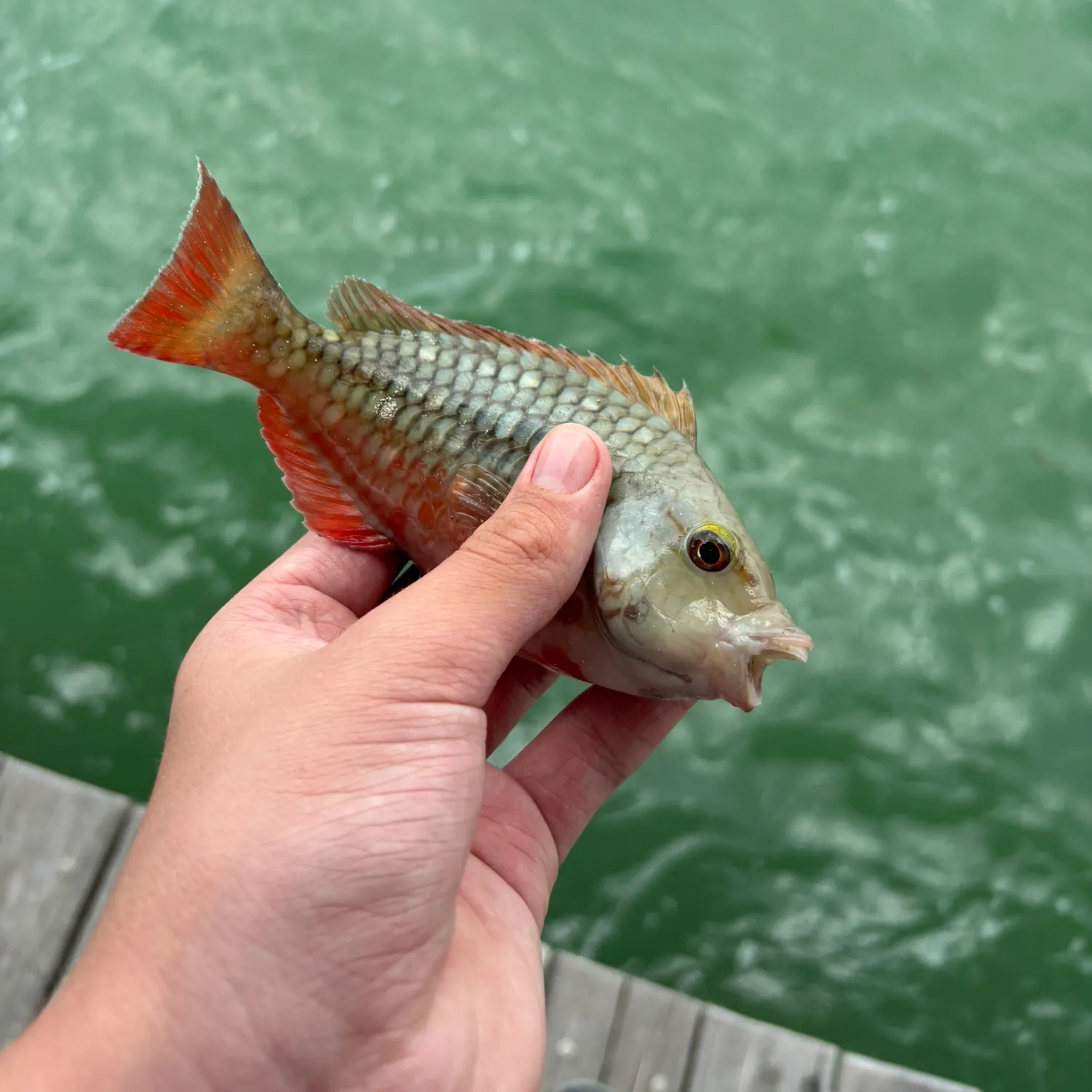 recently logged catches