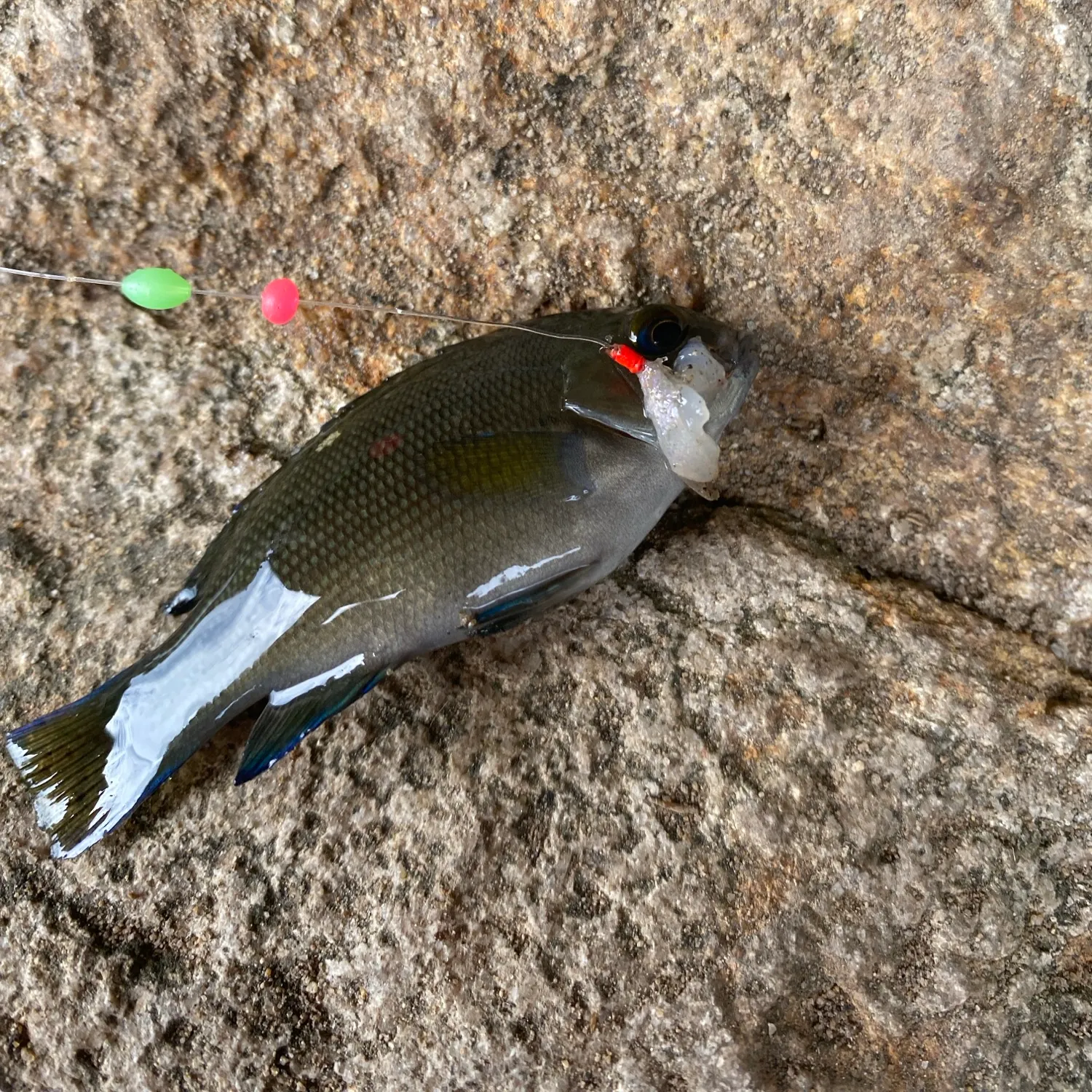 Opaleye caught on Fishbrain