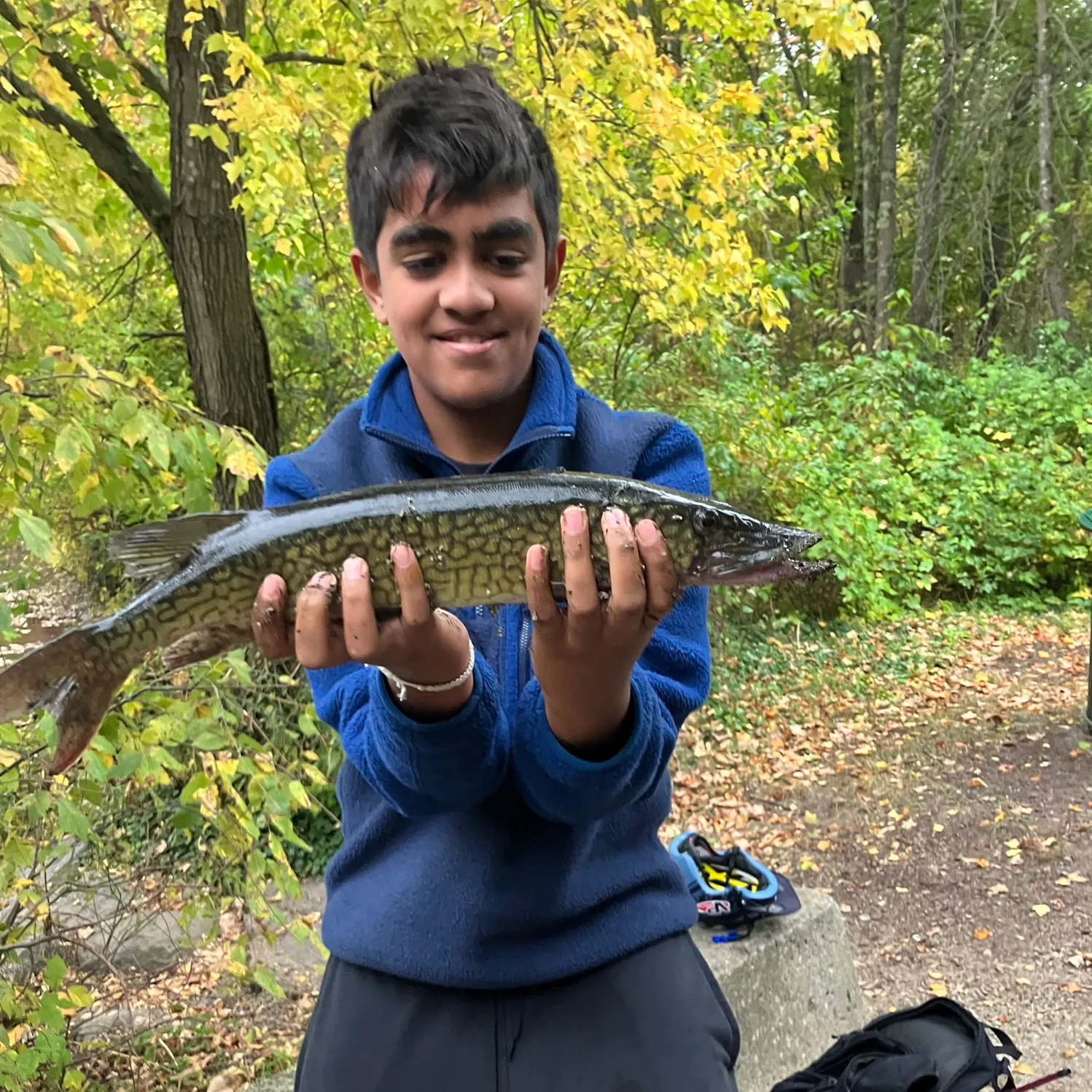 Chain pickerel caught on Fishbrain