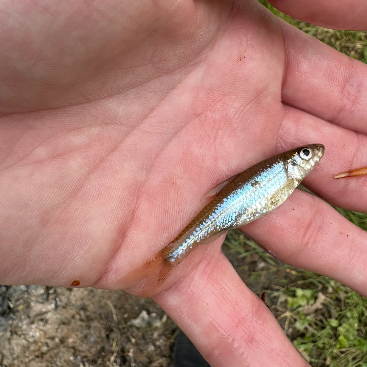 The most recent Silverjaw minnow catches on Fishbrain