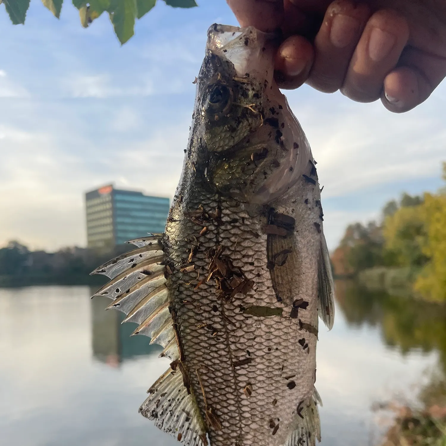 White bass caught on Fishbrain