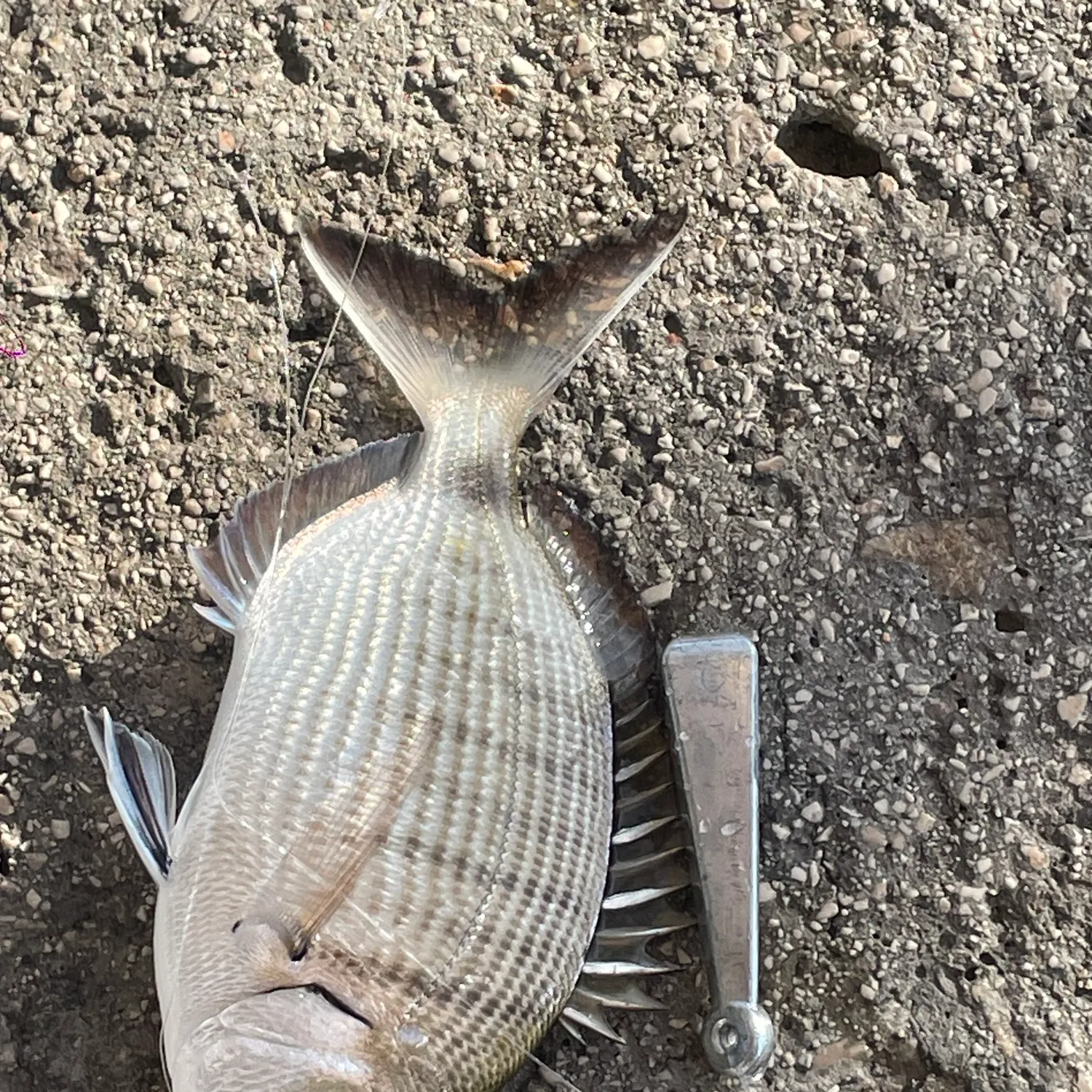 The most recent Common two-banded seabream catches on Fishbrain