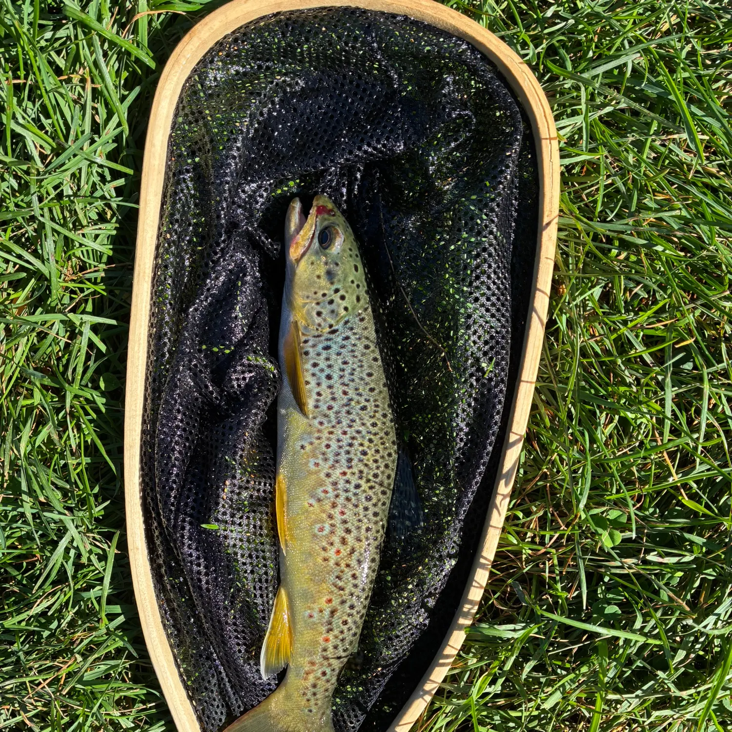 Brown trout caught on Fishbrain