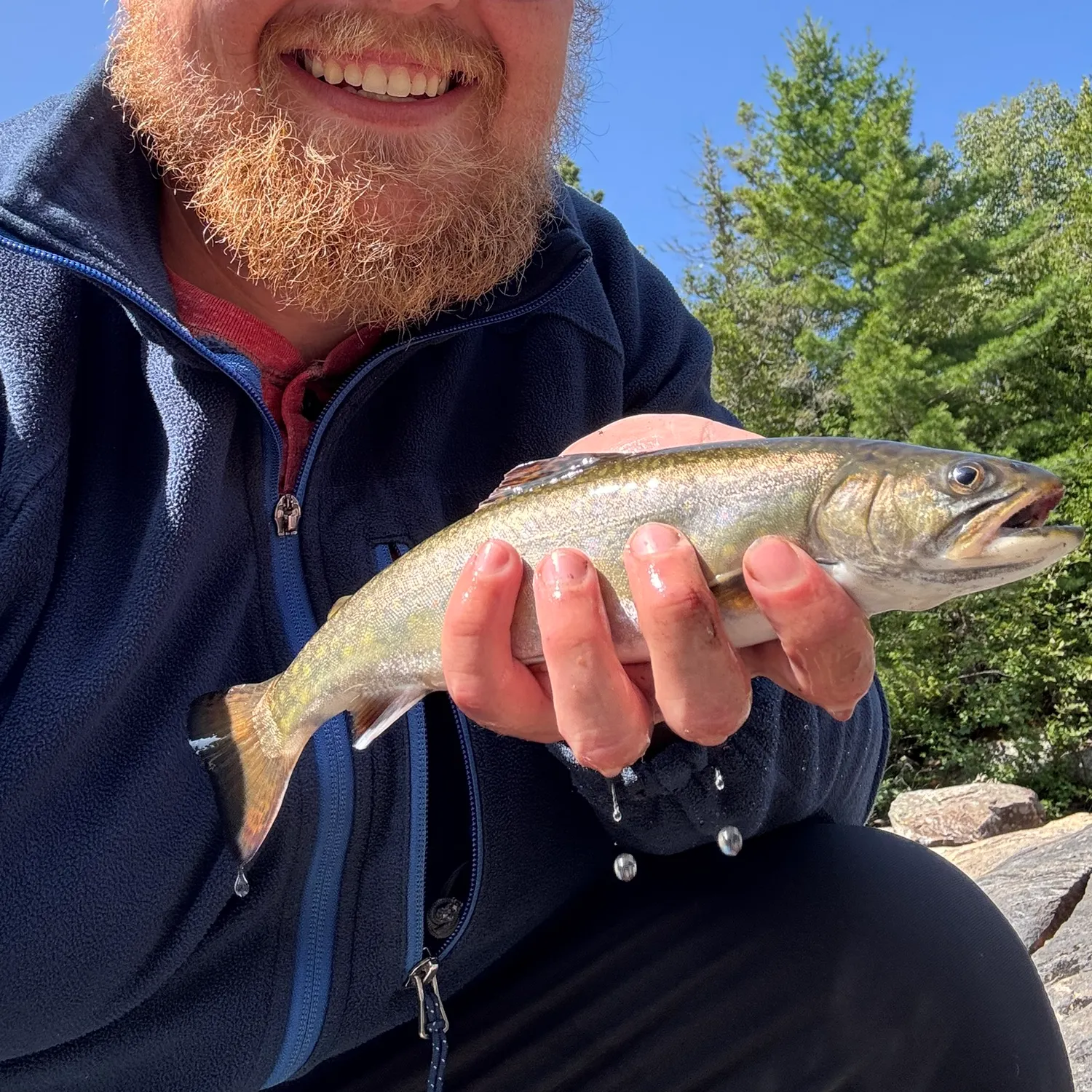 Brook trout caught on Fishbrain
