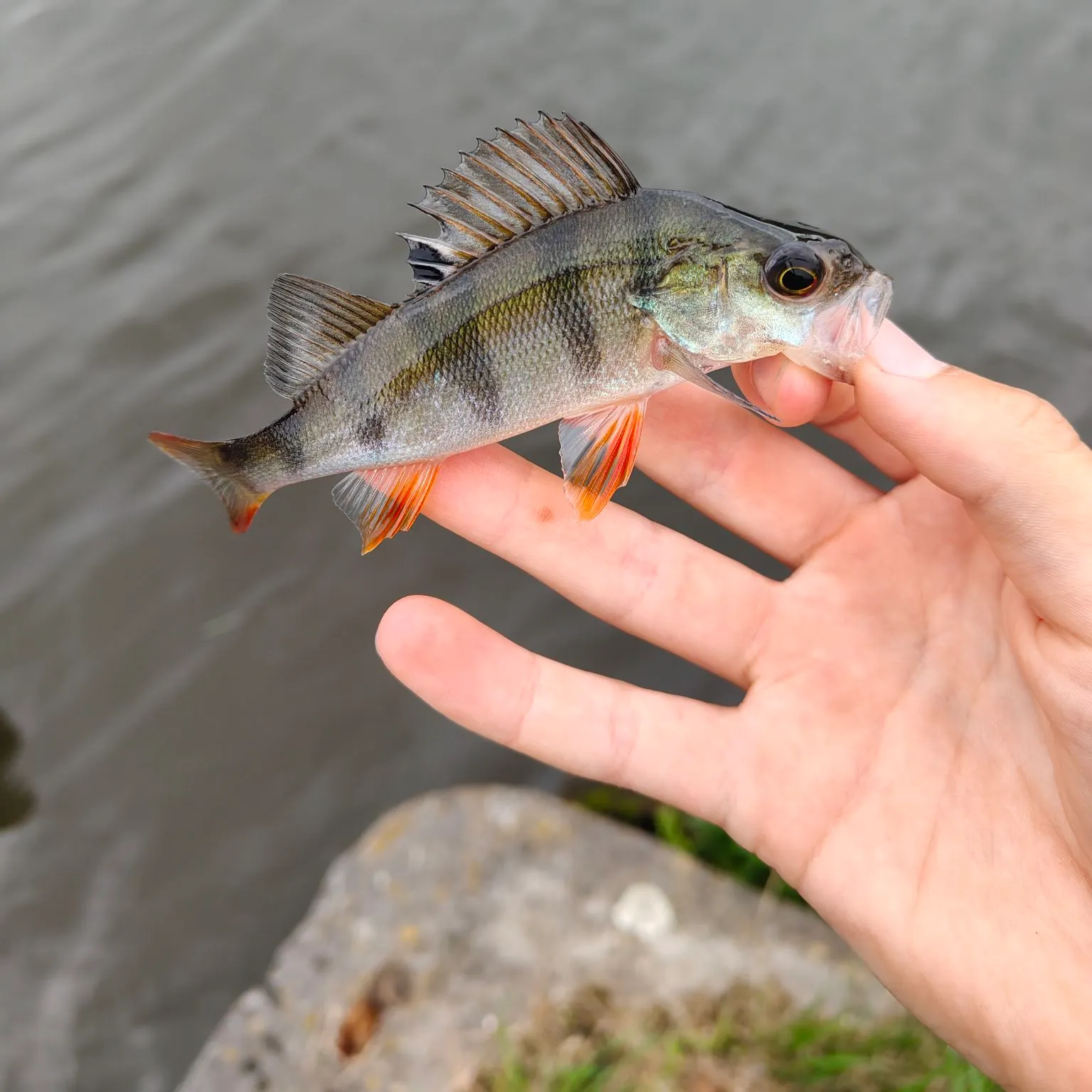 European perch caught on Fishbrain
