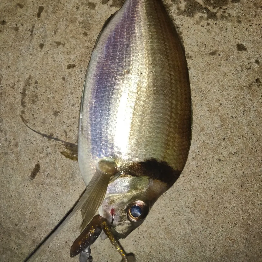 Jackass morwong caught on Fishbrain
