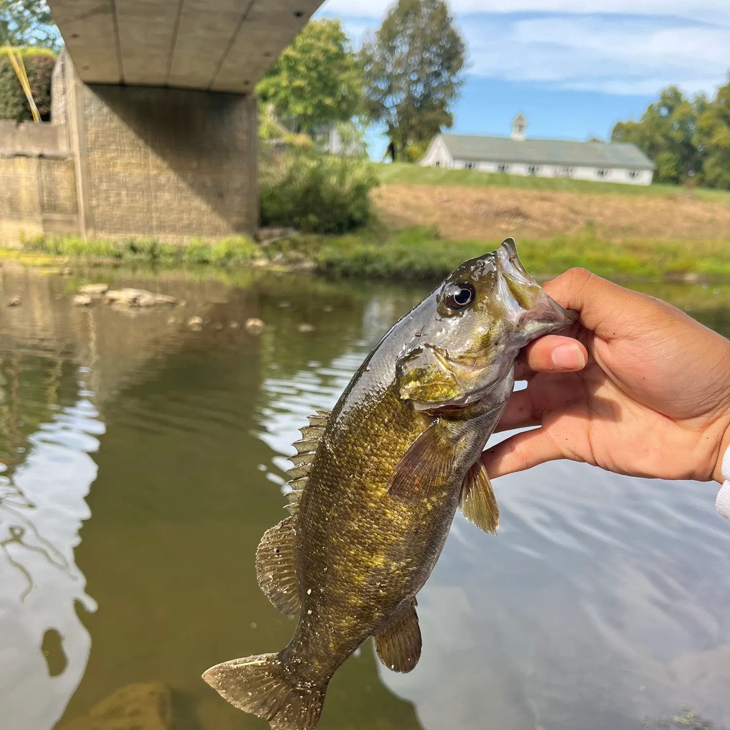 Smallmouth bass caught on Fishbrain
