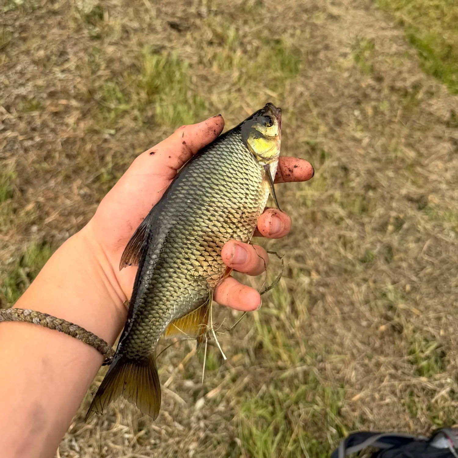 Golden shiner caught on Fishbrain