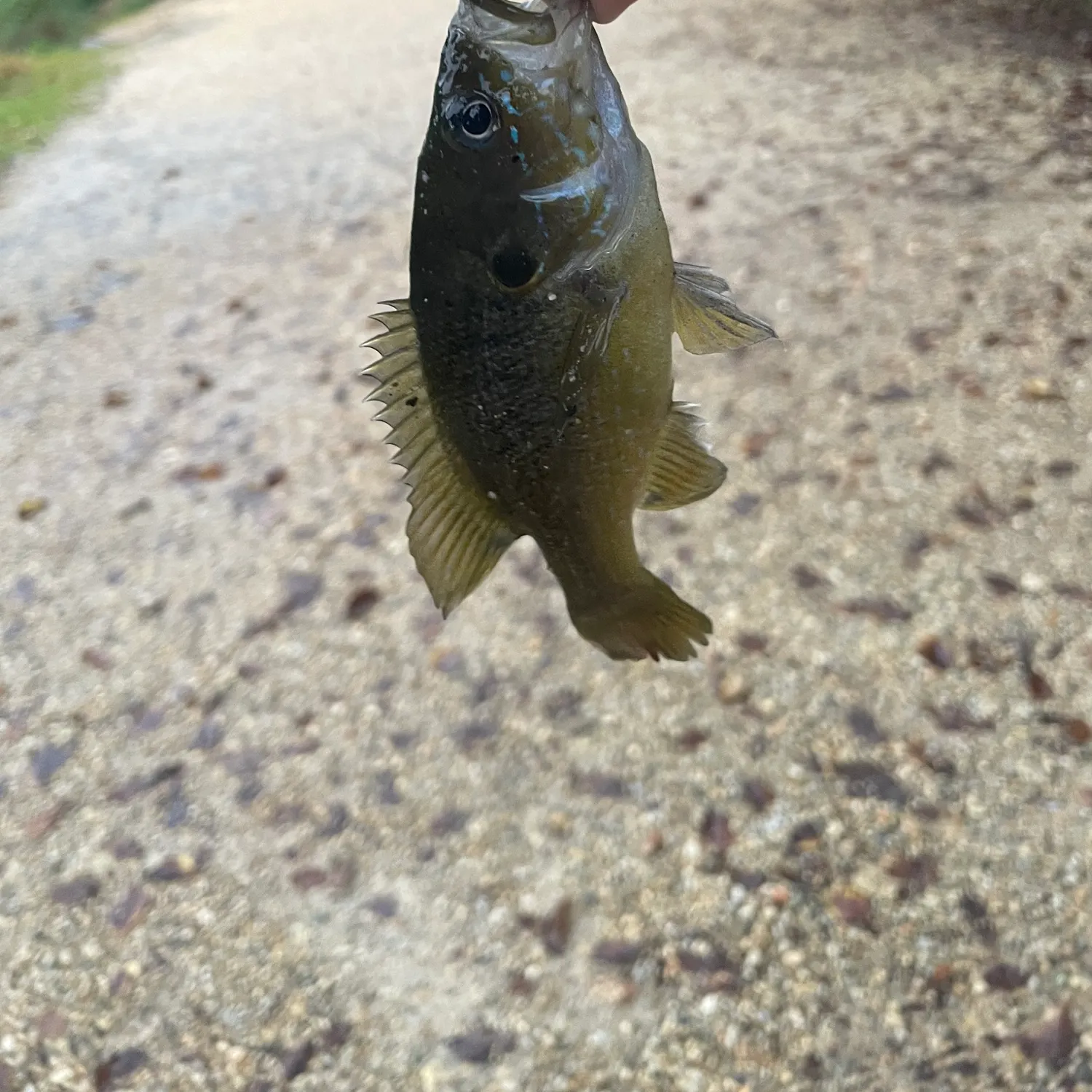 Green sunfish caught on Fishbrain