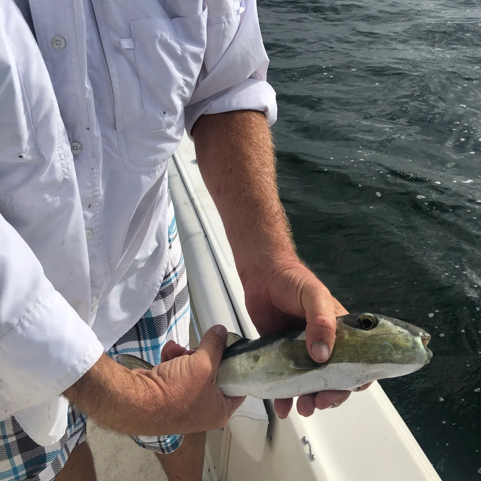 The most recent Smooth puffer catches on Fishbrain