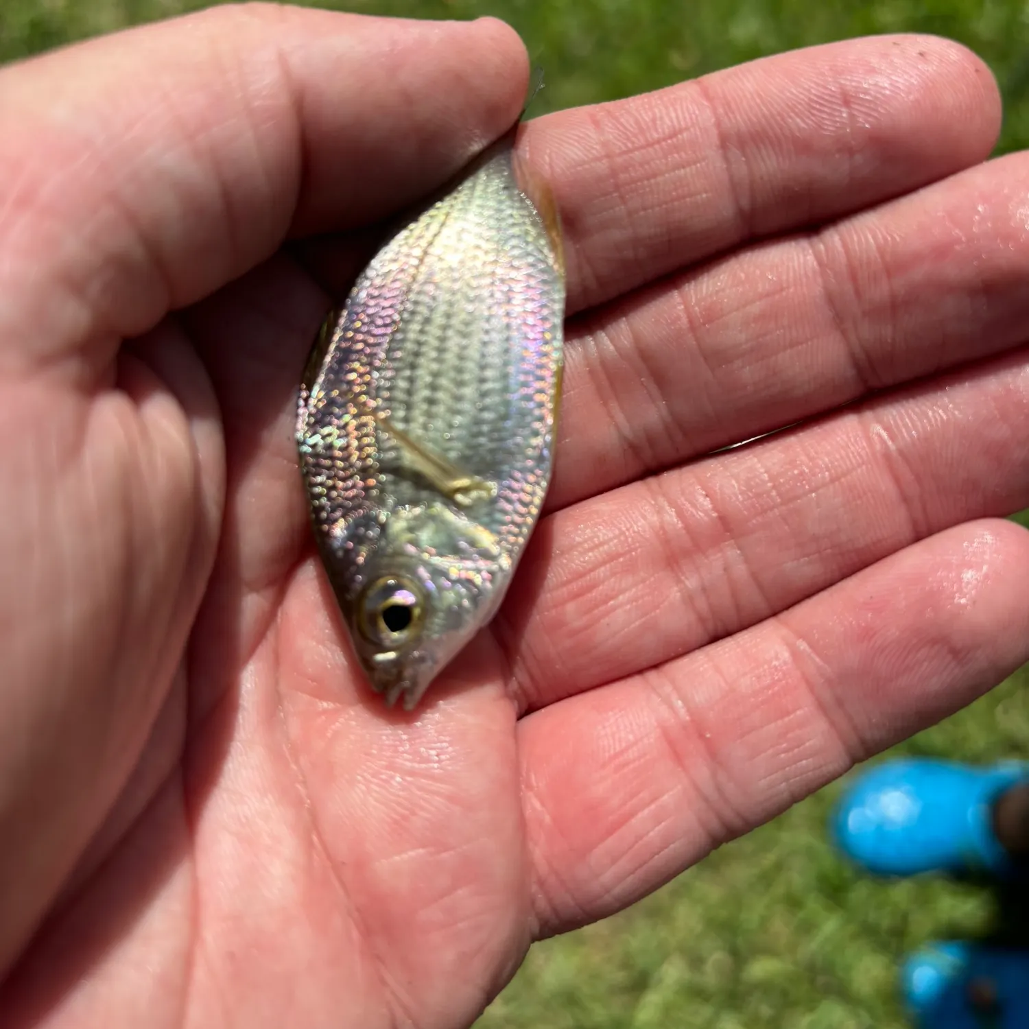 The most recent Tidewater mojarra catches on Fishbrain