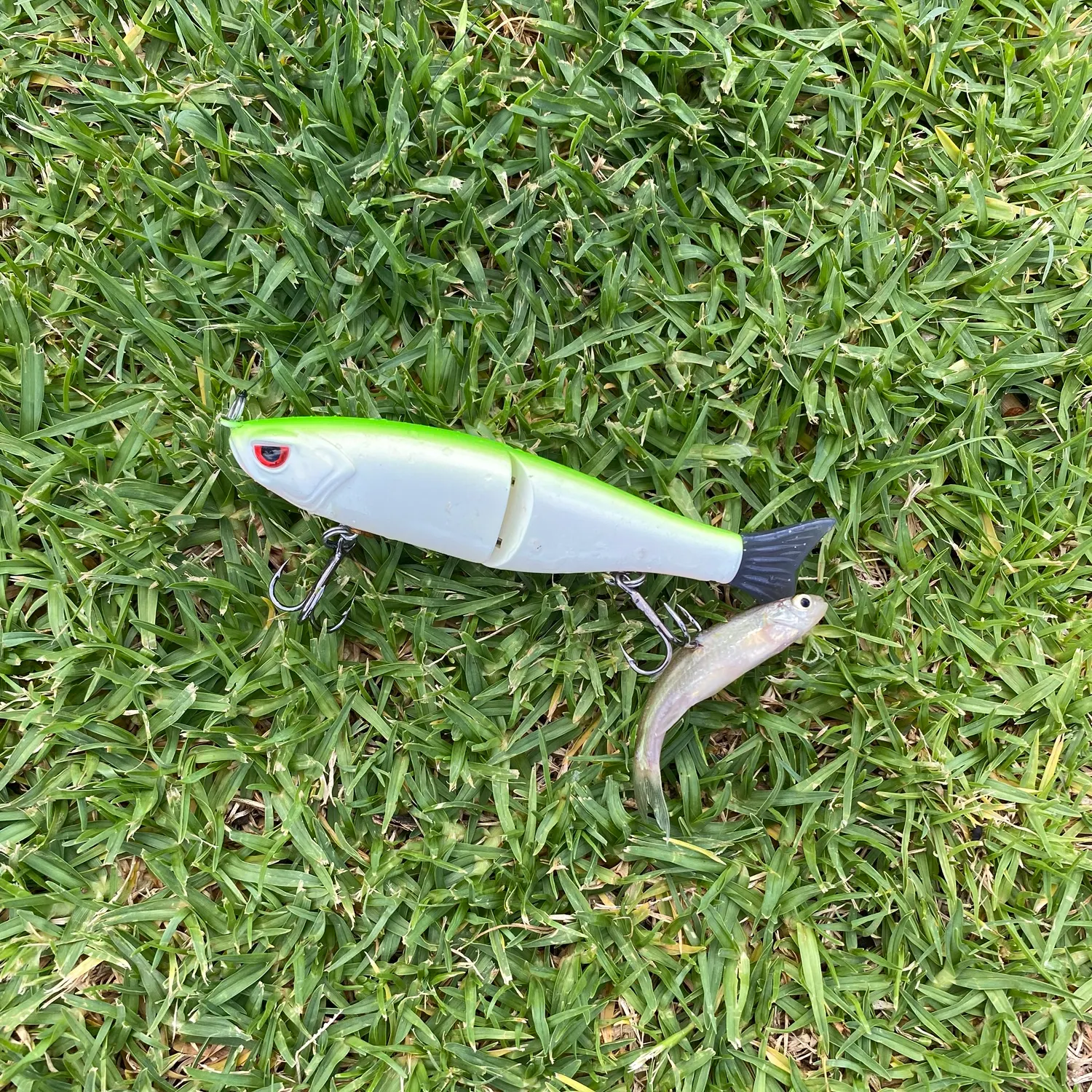 The most recent Bluntnose minnow catches on Fishbrain