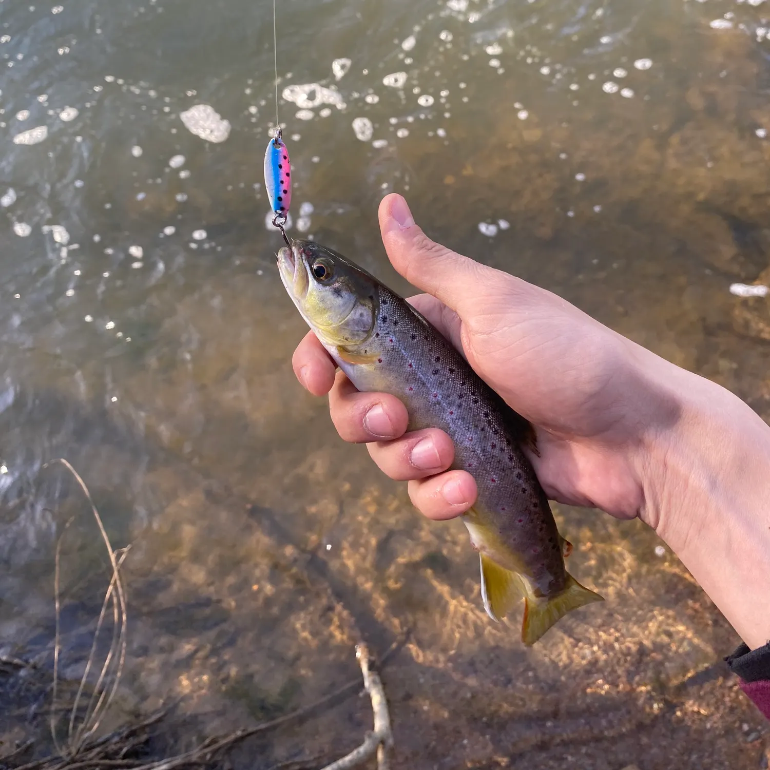 recently logged catches