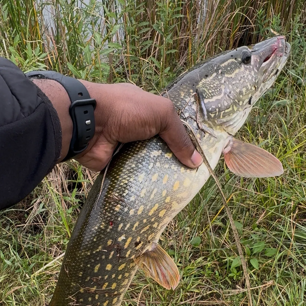 Northern pike caught on Fishbrain