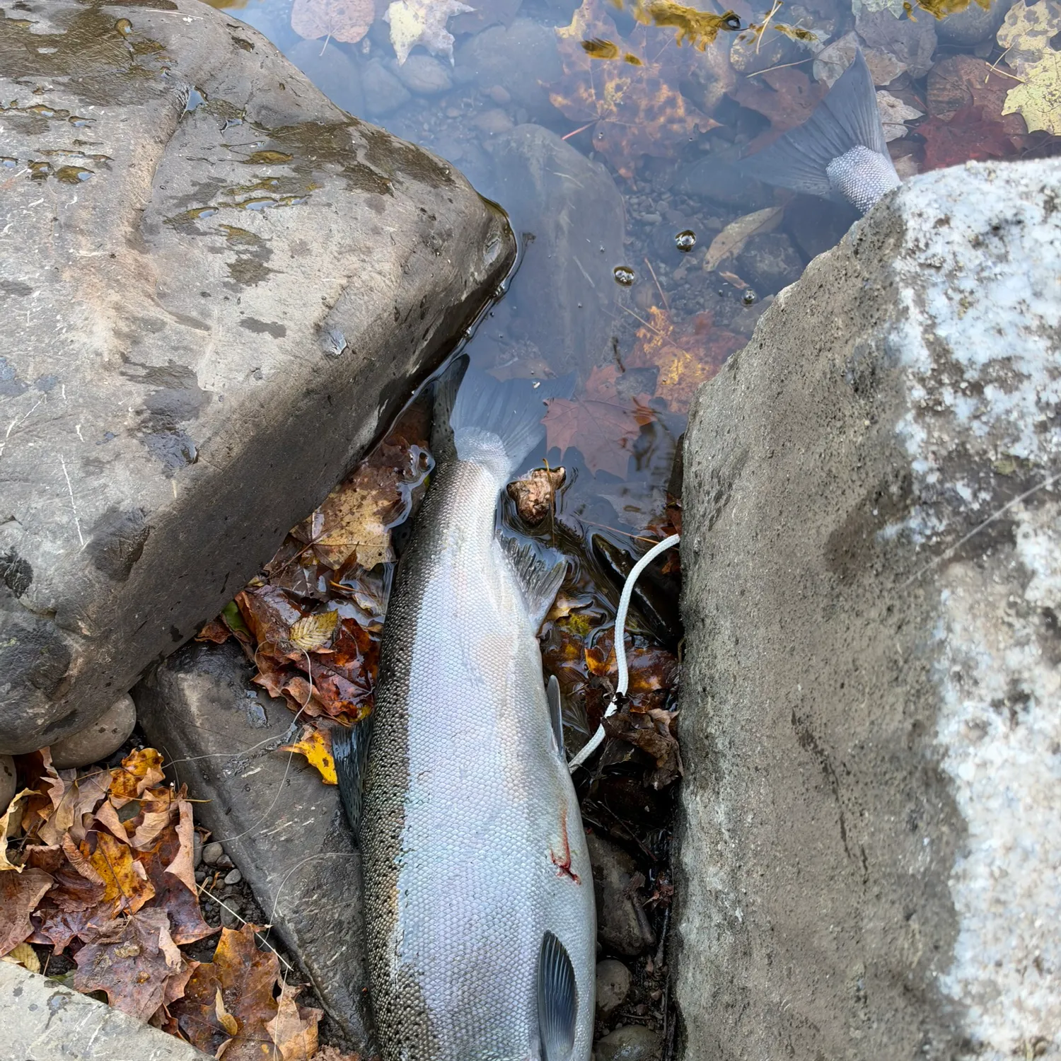 Coho salmon caught on Fishbrain