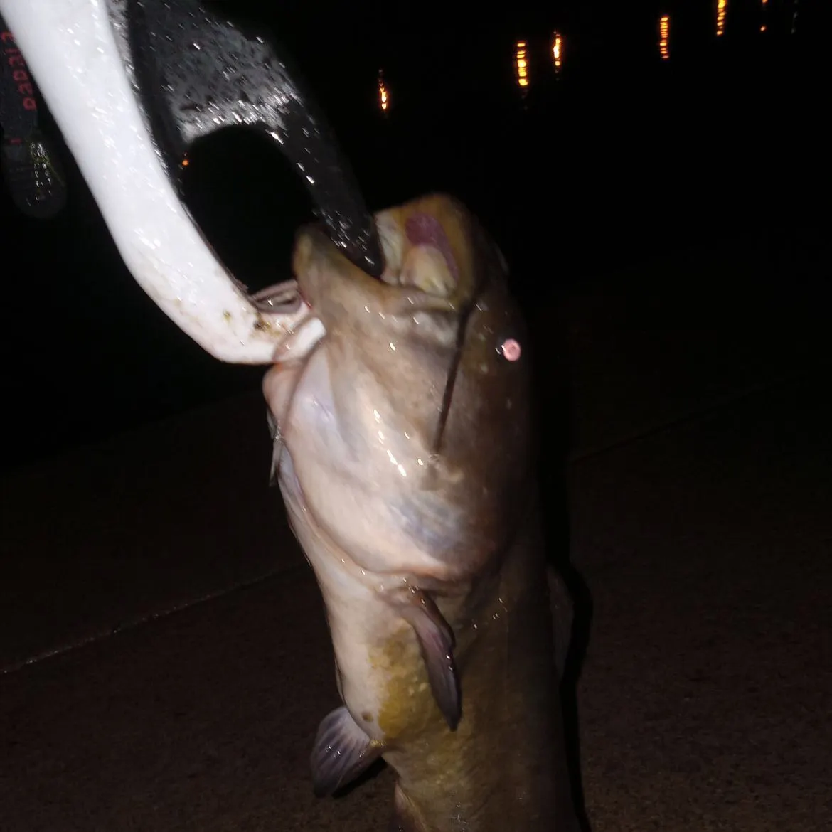 Black bullhead caught on Fishbrain