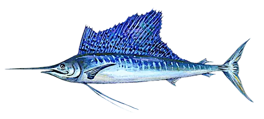 Atlantic sailfish