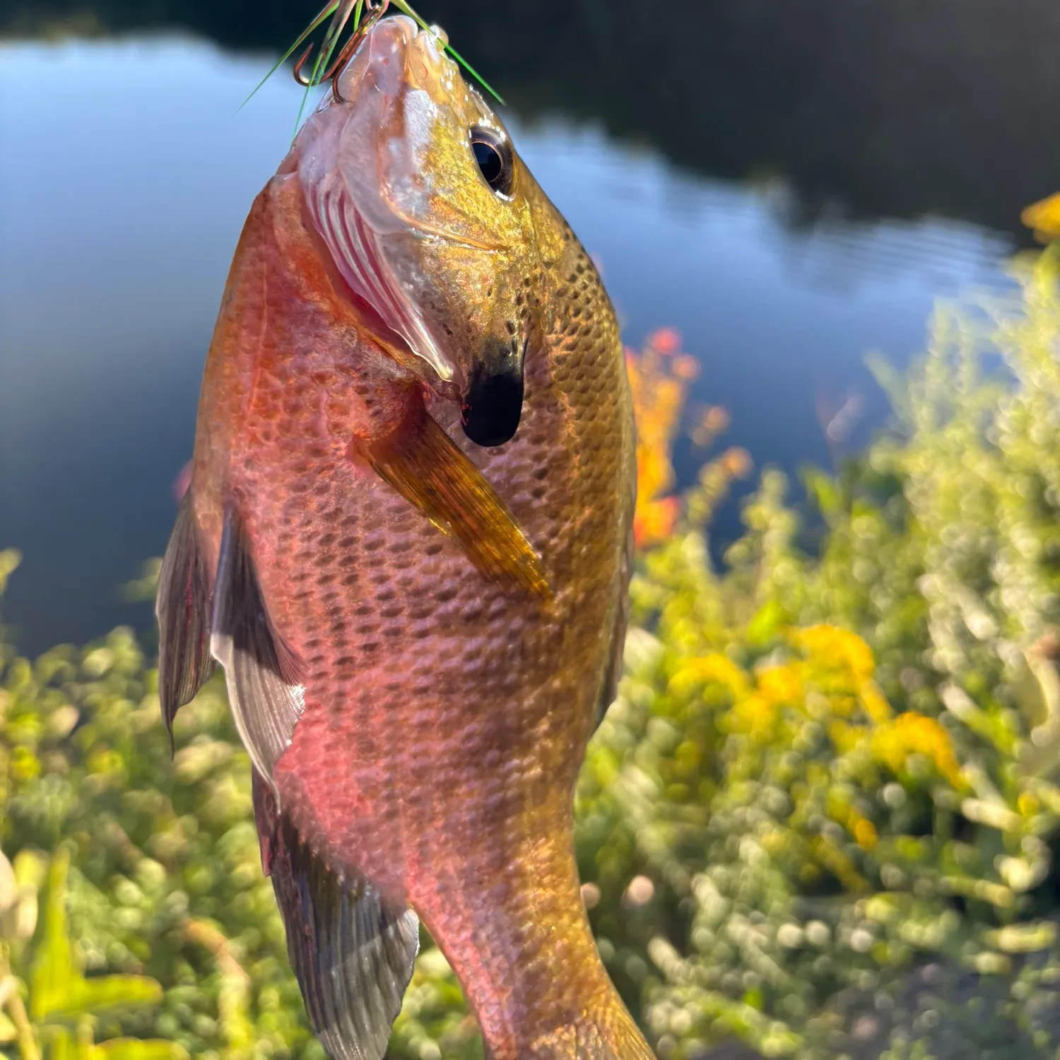 Bluegill caught on Fishbrain