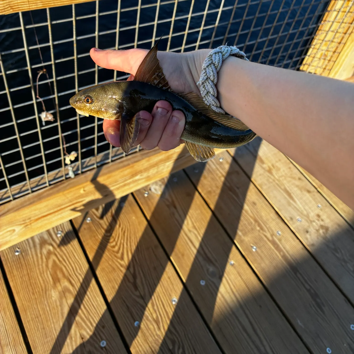 Northern kingcroaker caught on Fishbrain