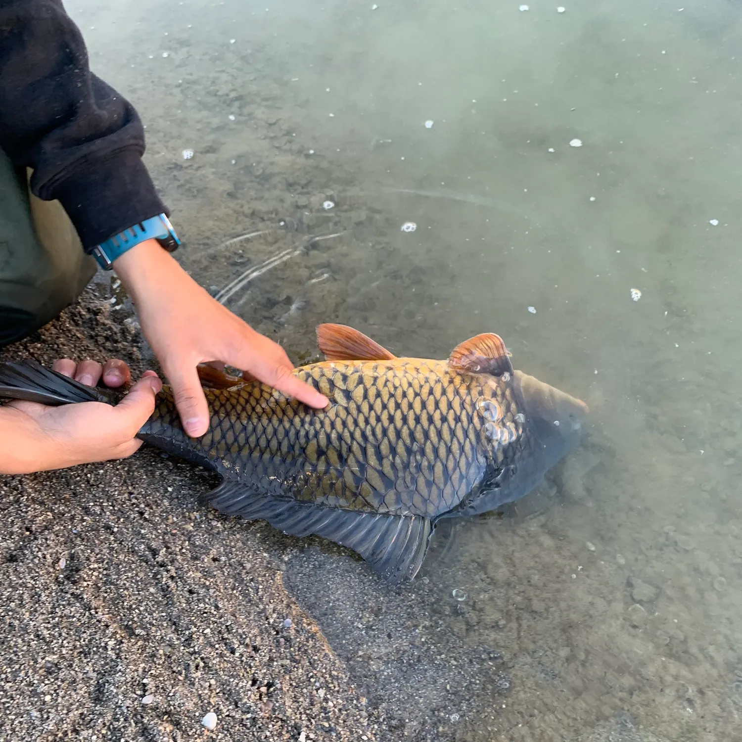 recently logged catches