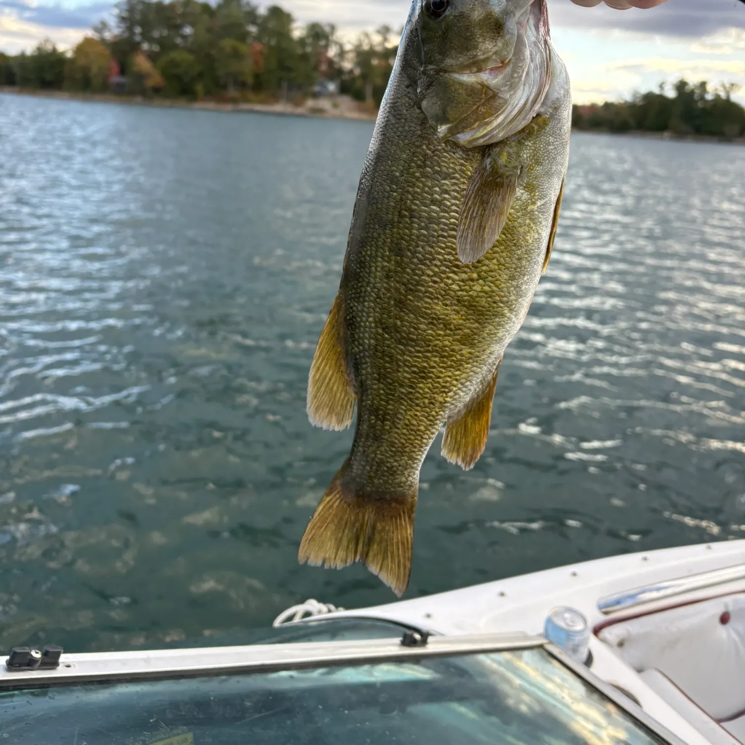 Smallmouth bass caught on Fishbrain