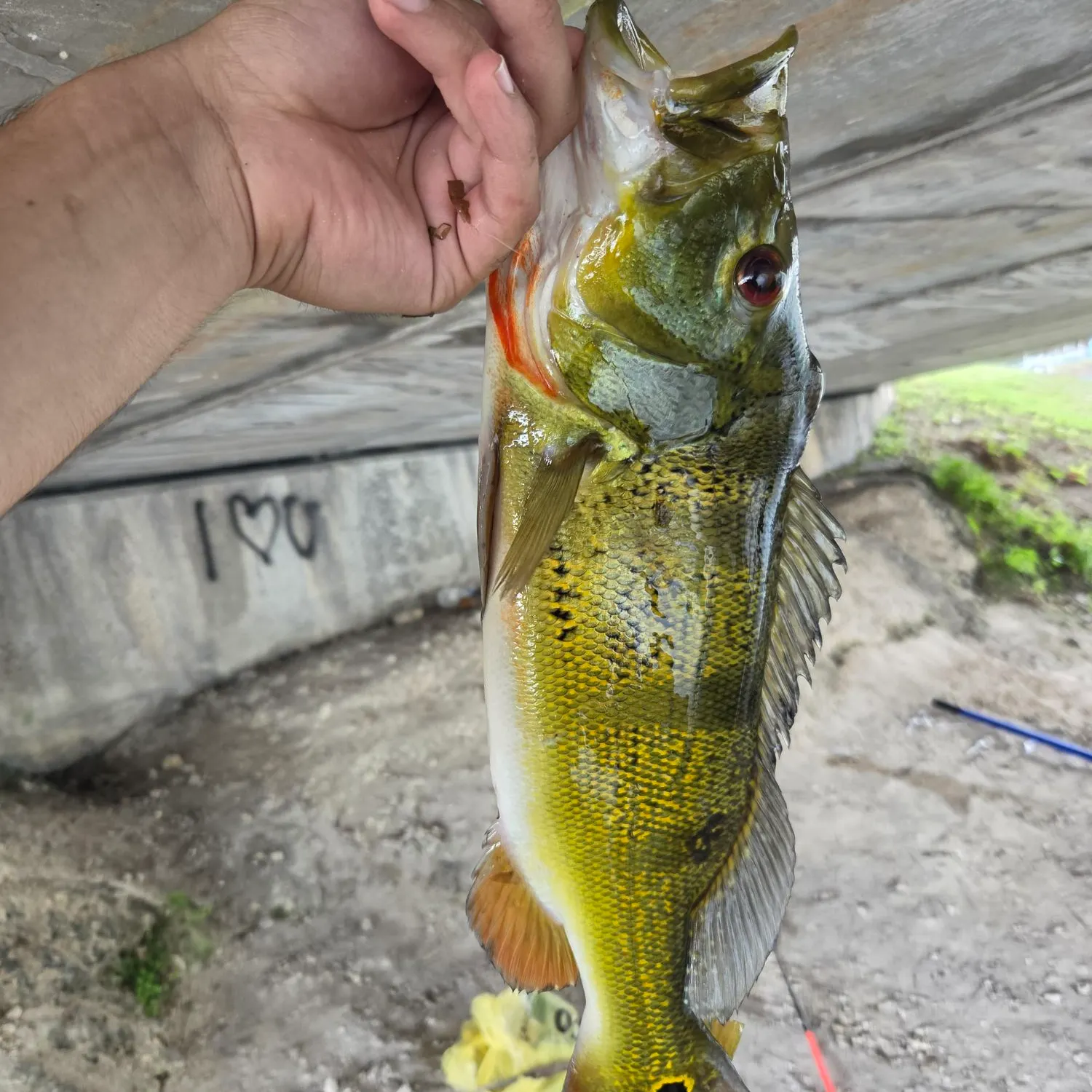 The most recent Speckled peacock bass catches on Fishbrain