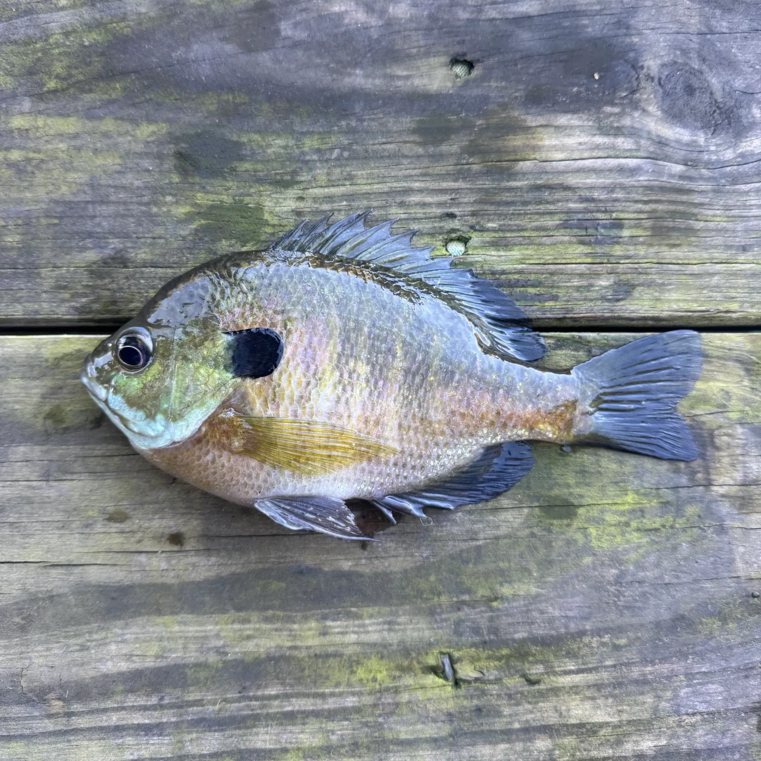 Bluegill caught on Fishbrain