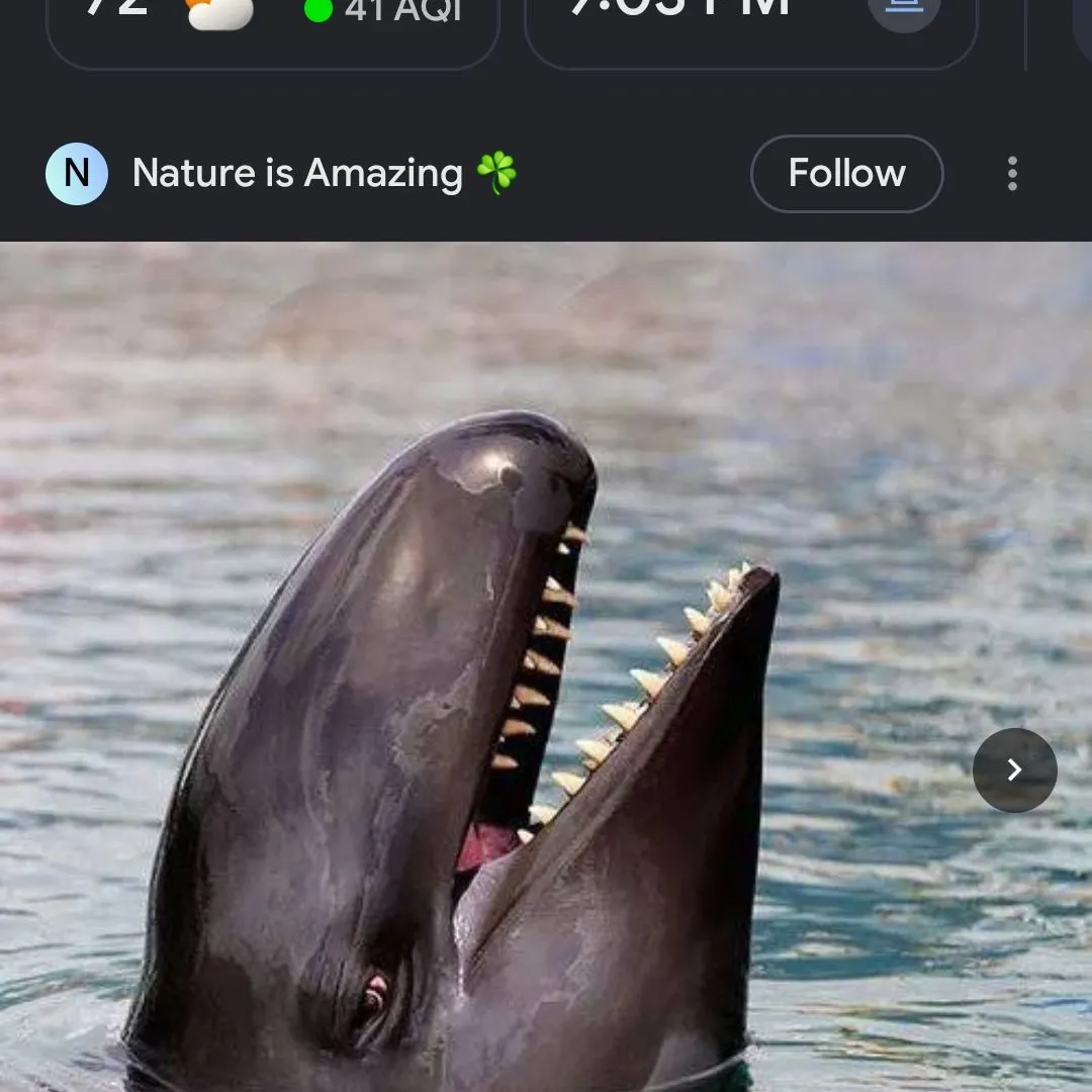 The most recent Swordfish catches on Fishbrain