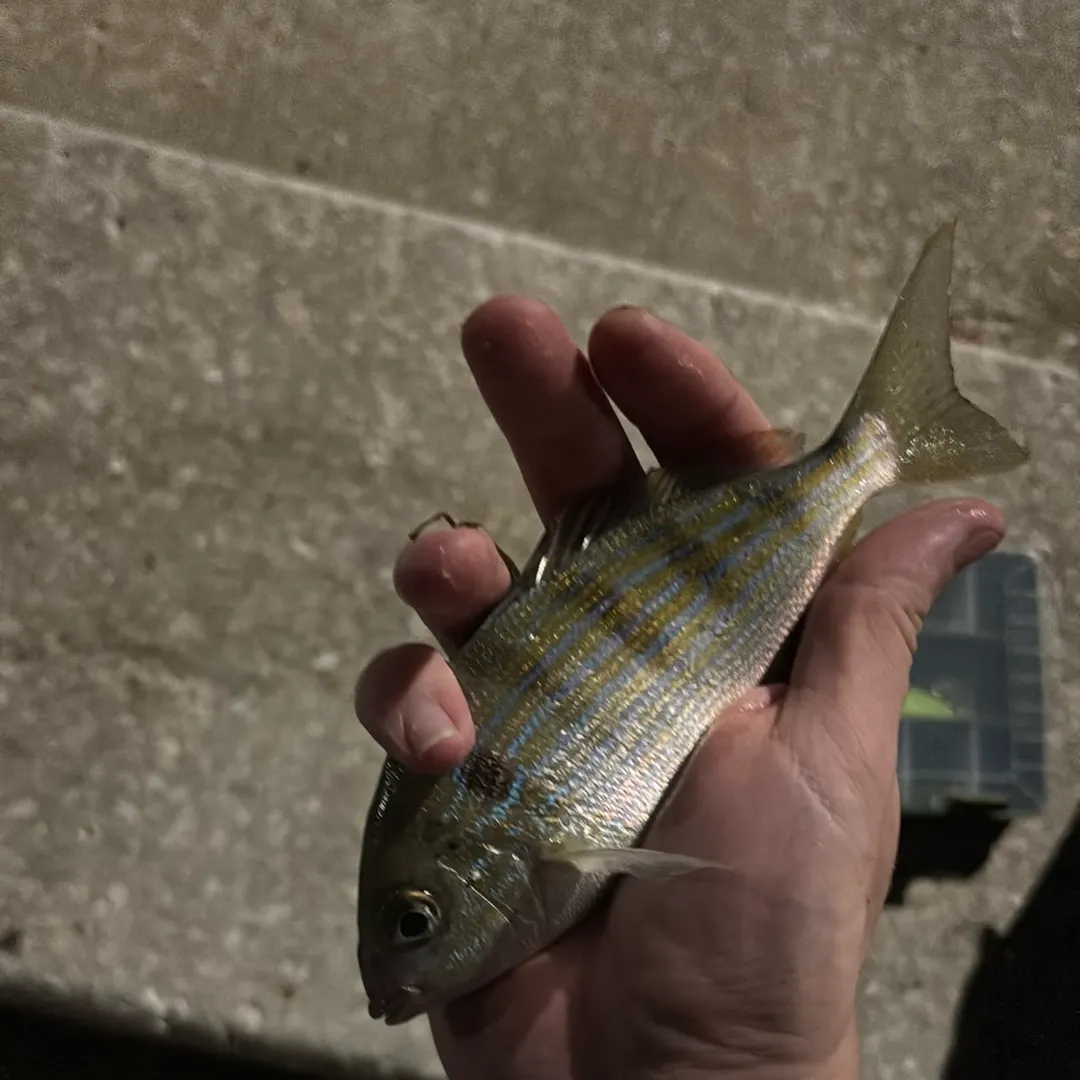 Pinfish caught on Fishbrain