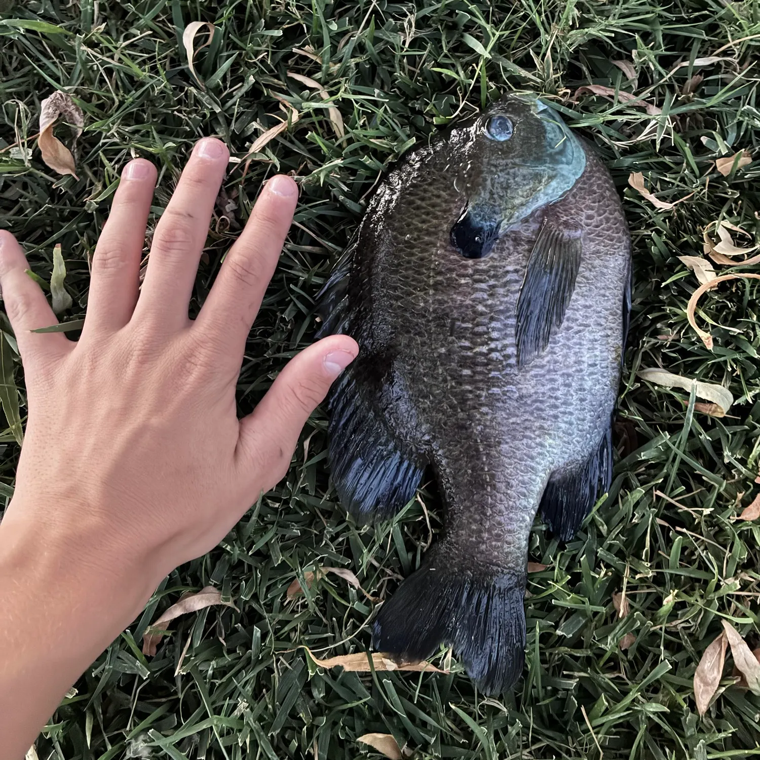 Bluegill caught on Fishbrain