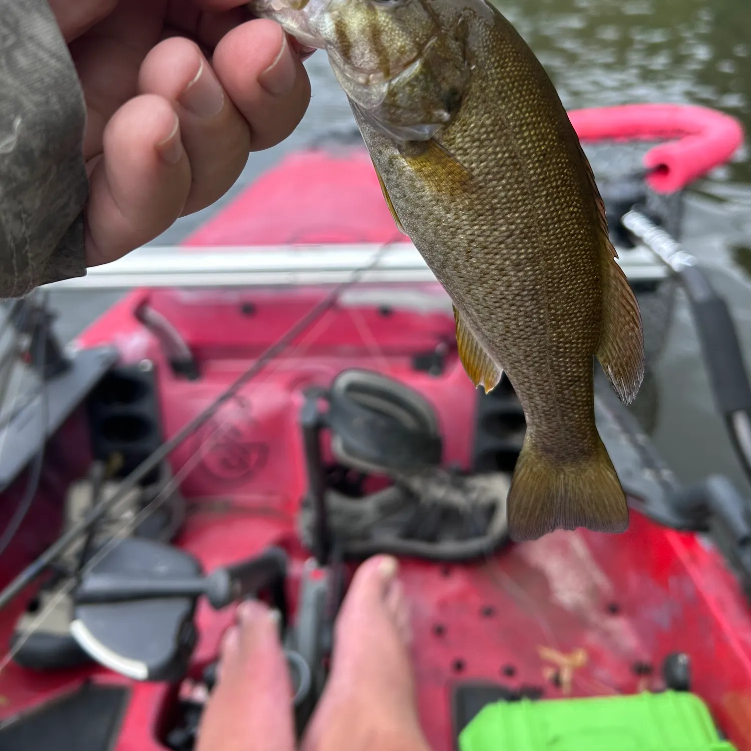 Smallmouth bass caught on Fishbrain