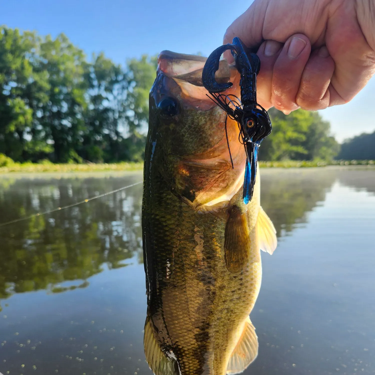 The most recent Largemouth bass catches on Fishbrain