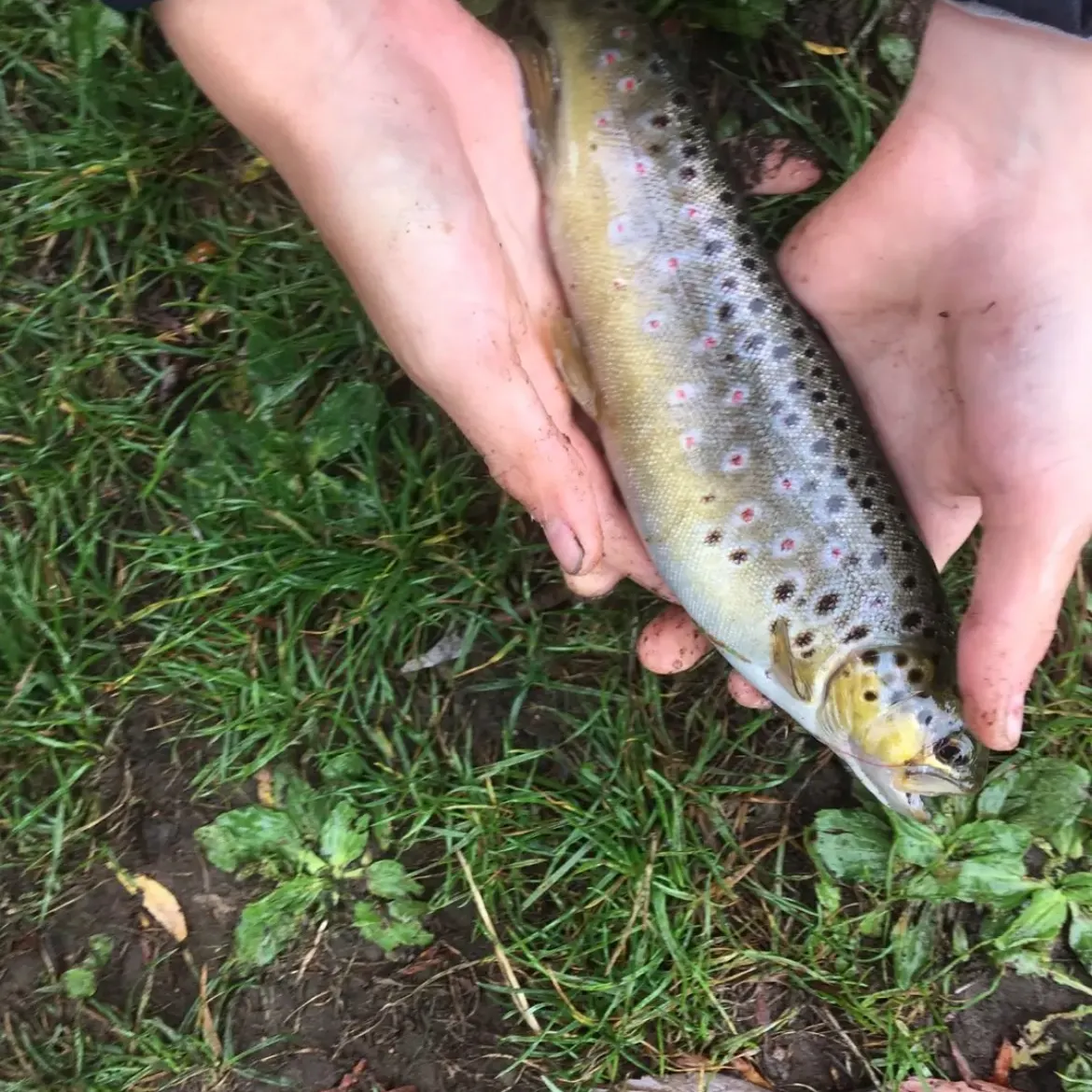 Brown trout caught on Fishbrain
