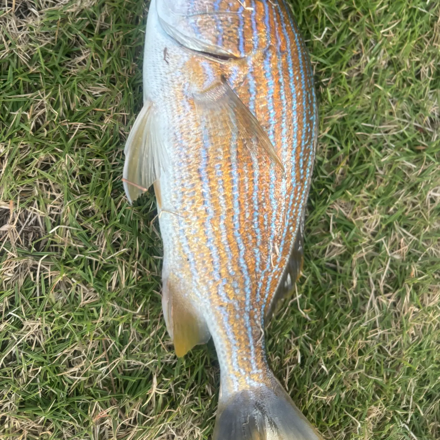 The most recent Bluestriped grunt catches on Fishbrain