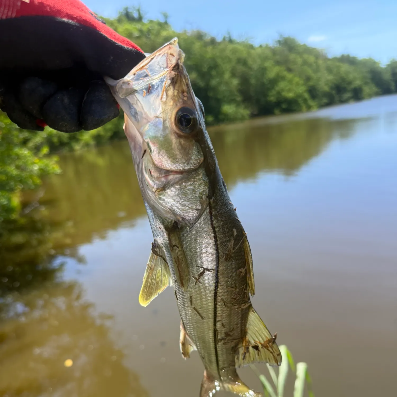 Common snook caught on Fishbrain