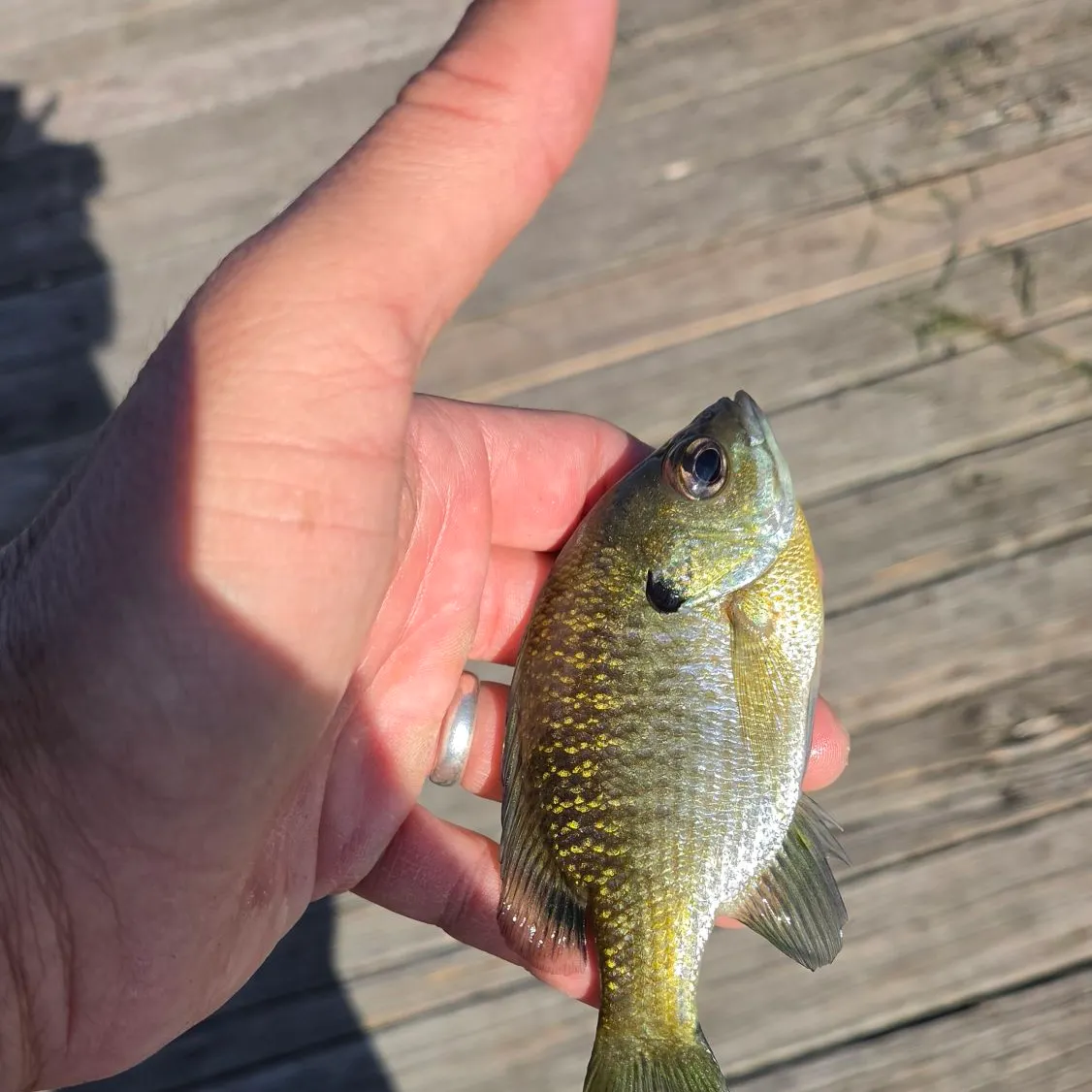 Bluegill caught on Fishbrain