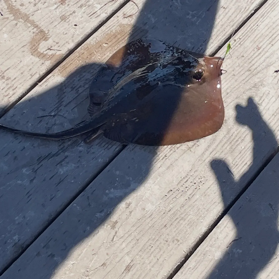 The most recent Atlantic stingray catches on Fishbrain