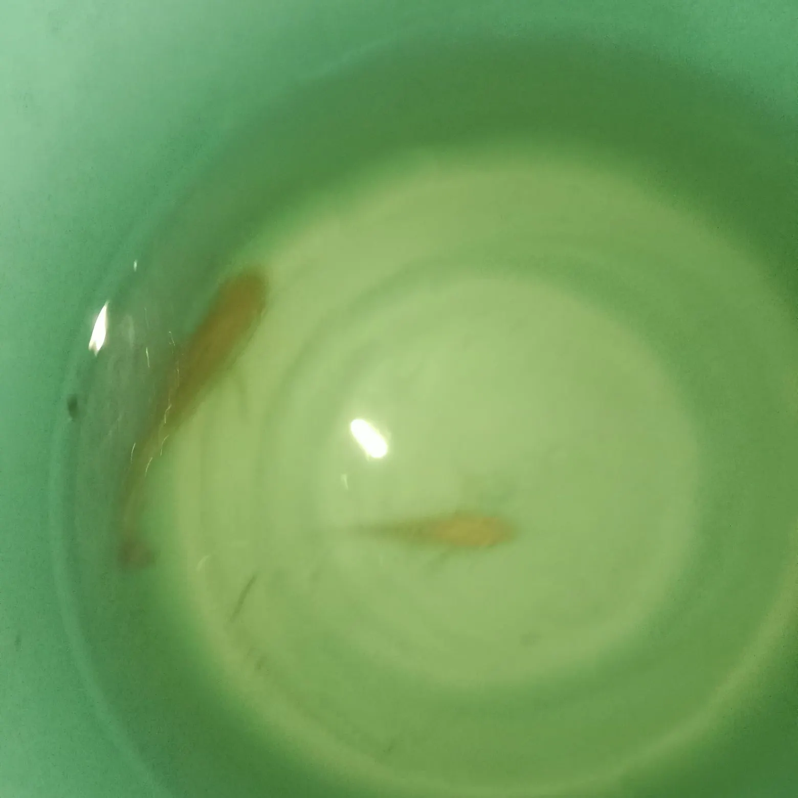 Nile tilapia caught on Fishbrain
