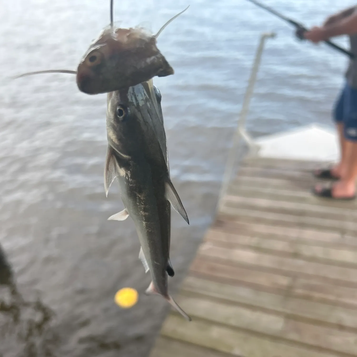 Hardhead sea catfish caught on Fishbrain