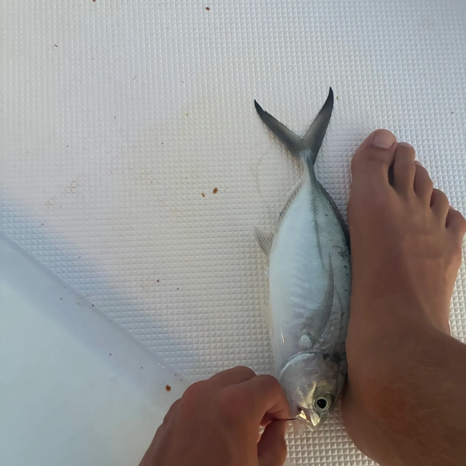 The most recent Blue runner catches on Fishbrain