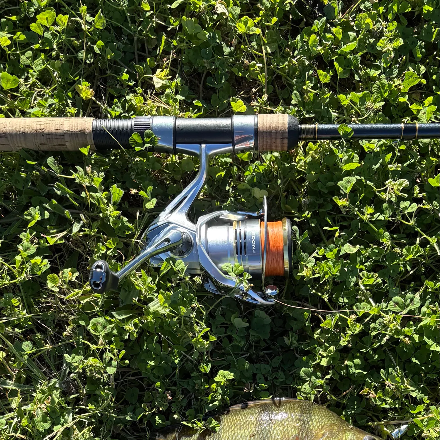 European perch caught on Fishbrain