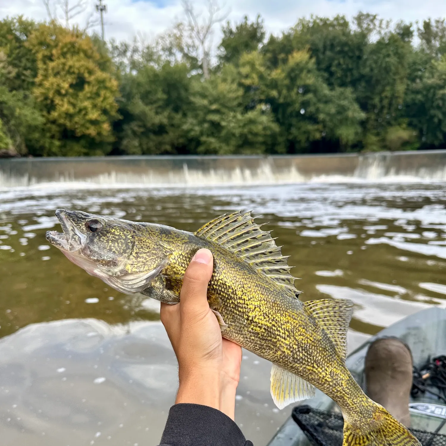 Sauger caught on Fishbrain