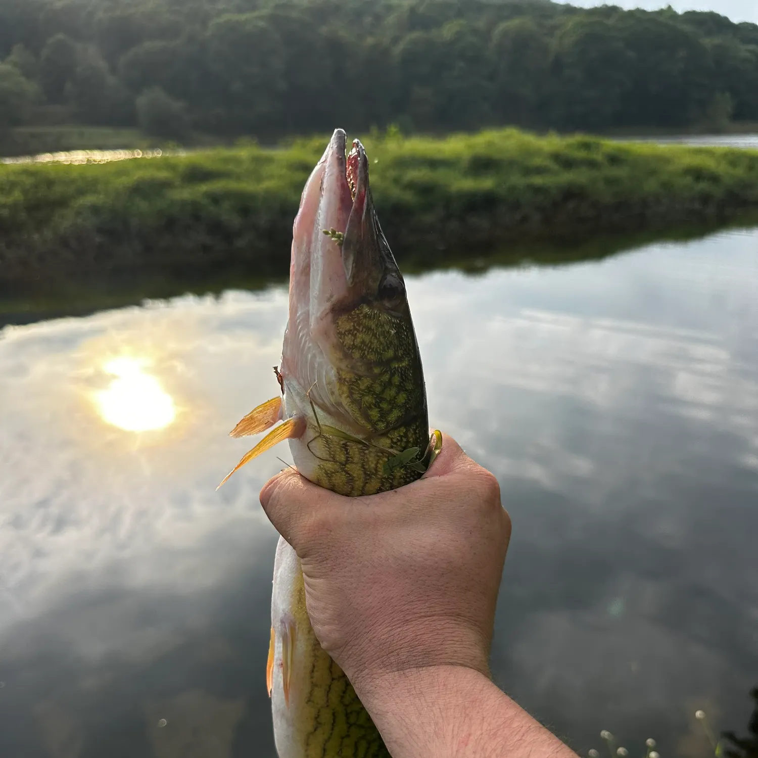 Chain pickerel caught on Fishbrain